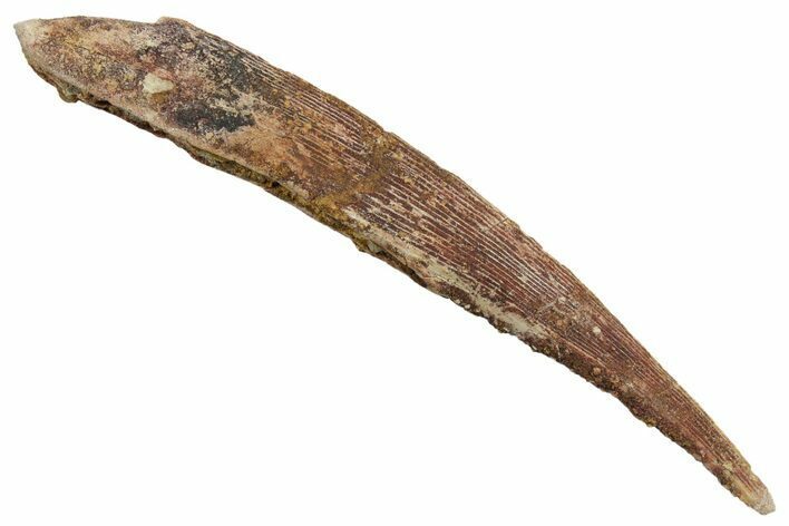 Fossil Shark (Hybodus) Dorsal Spine - Kem Kem Beds, Morocco #353146